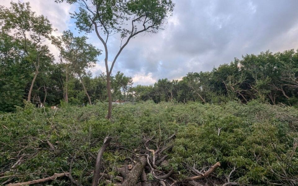    Снос аварийных деревьев в парке имени Ленина