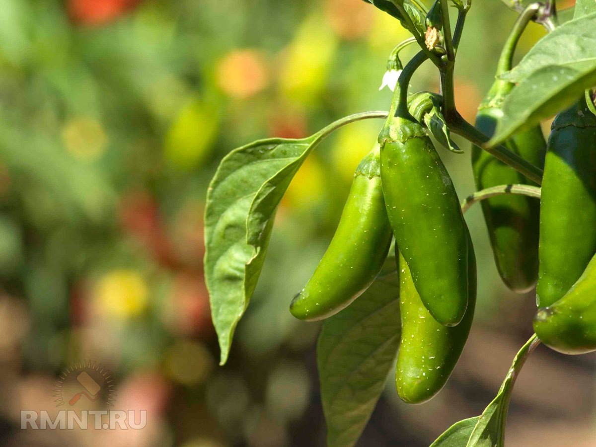   Фото thespruce.com