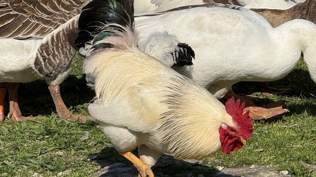    Фото: телеканал «Краснодар»