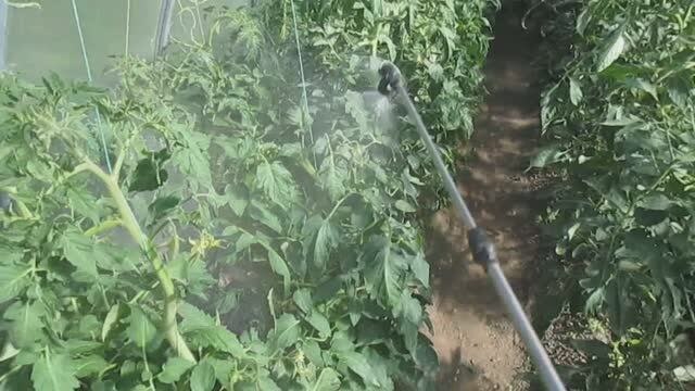 Обработка томатов от фитофторы в теплице