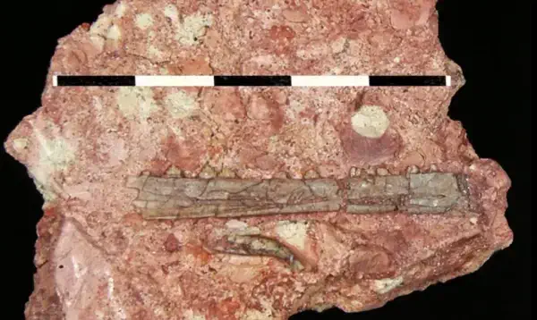 Голотип эотефрадактиля