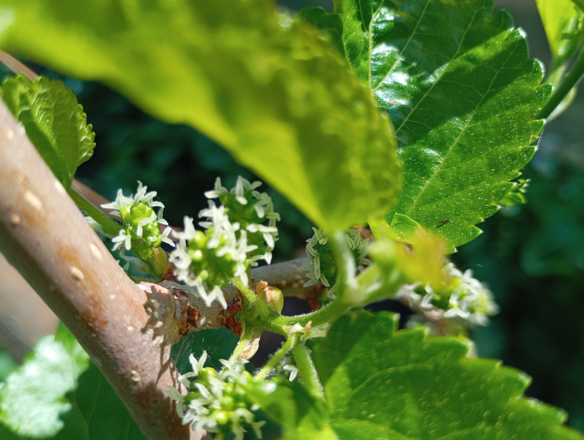 Шелковица фото автора.