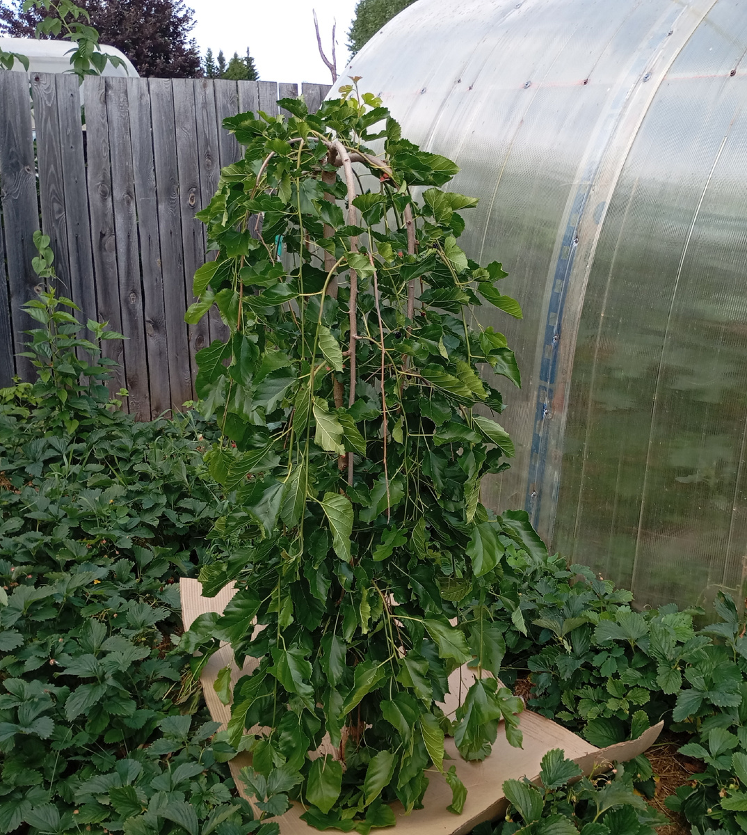 Шелковица Пендула фото автора.