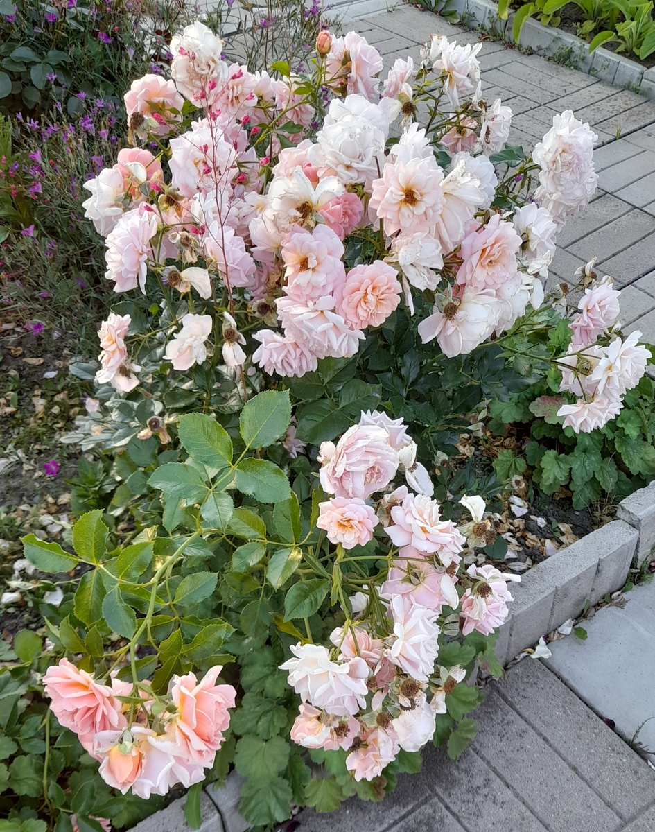 Роза Гейша. Фото автора 