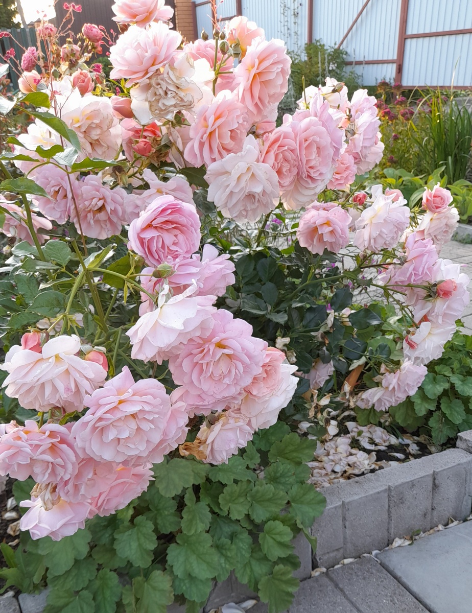 Гейша в полном цвету. Фото автора 