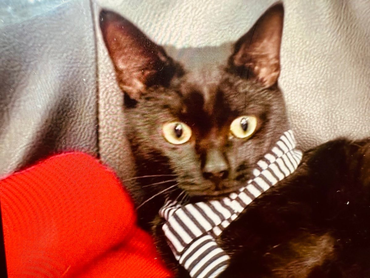 Фото не Маркизы, другой нашей кошки, Маркизы фотки в альбоме, её давно с нами нет, но они похожи очень сильно, даже повадки одни и те же. 