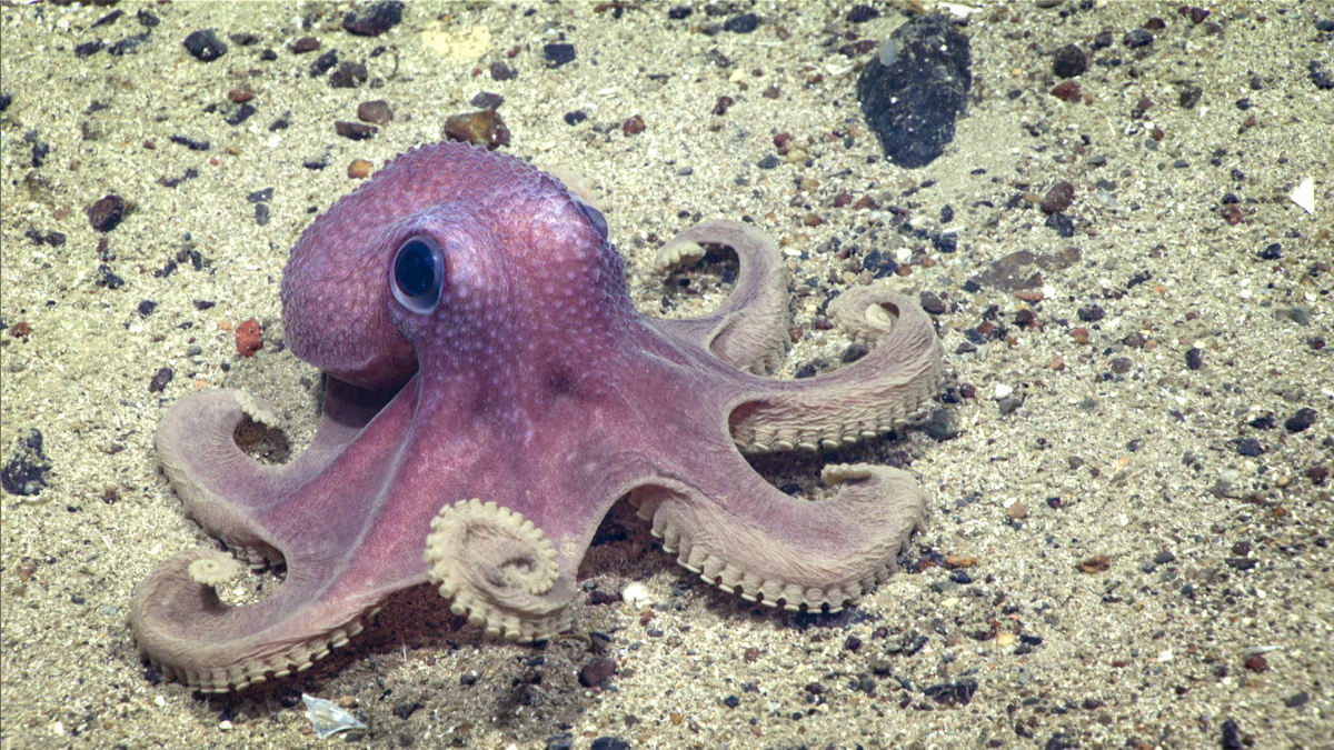 Фото с сайта: https://oceanexplorer.noaa.gov/okeanos/explorations/ex1905/dailyupdates/sept9/media/octopus.html