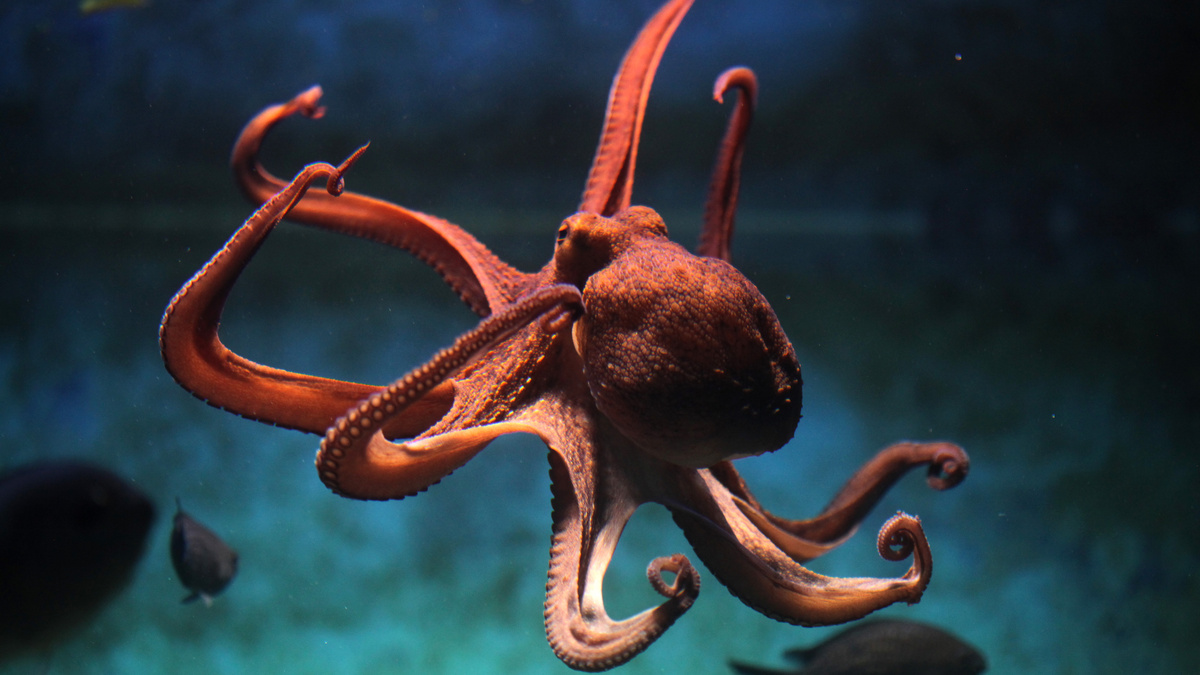 Фото с сайма: https://hitecher.com/news/new-information-revealed-about-octopus-nervous-system
