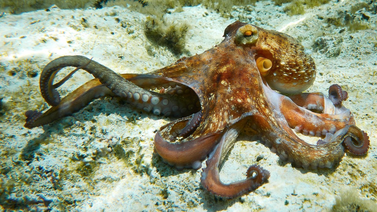 Фото с сайта: https://www.greetings.pics/una+foto+de+un+pulpo