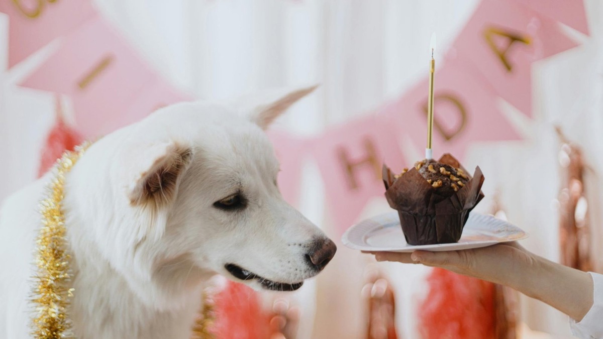    Любопытство может стоить жизни: шоколад — не лакомство для собак.