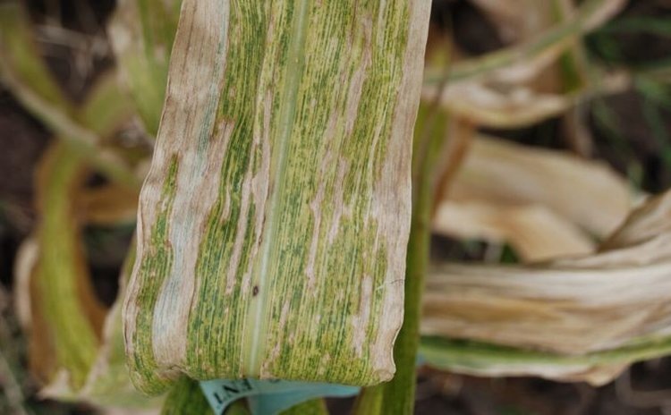     По летальному некрозу кукурузы Кения запускает цифровое приложение фитостатуса фермы
