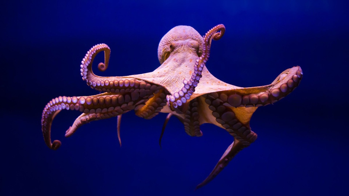 Фото с сайта: https://interestingengineering.com/science/research-devised-a-new-soft-robotic-arm-mimicking-octopus-tentacles
