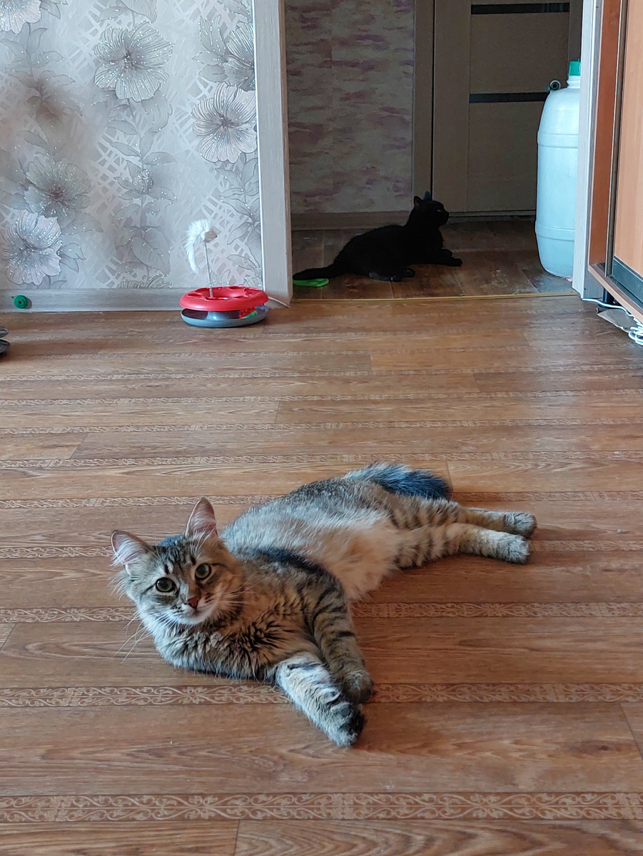 Мохнатые шкурки одуревают от жары.