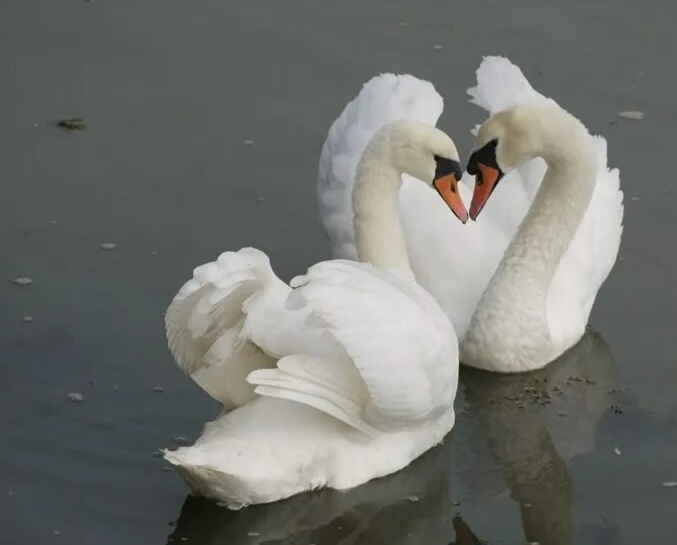 Лебеди в Летнем саду. Фото из интернета.