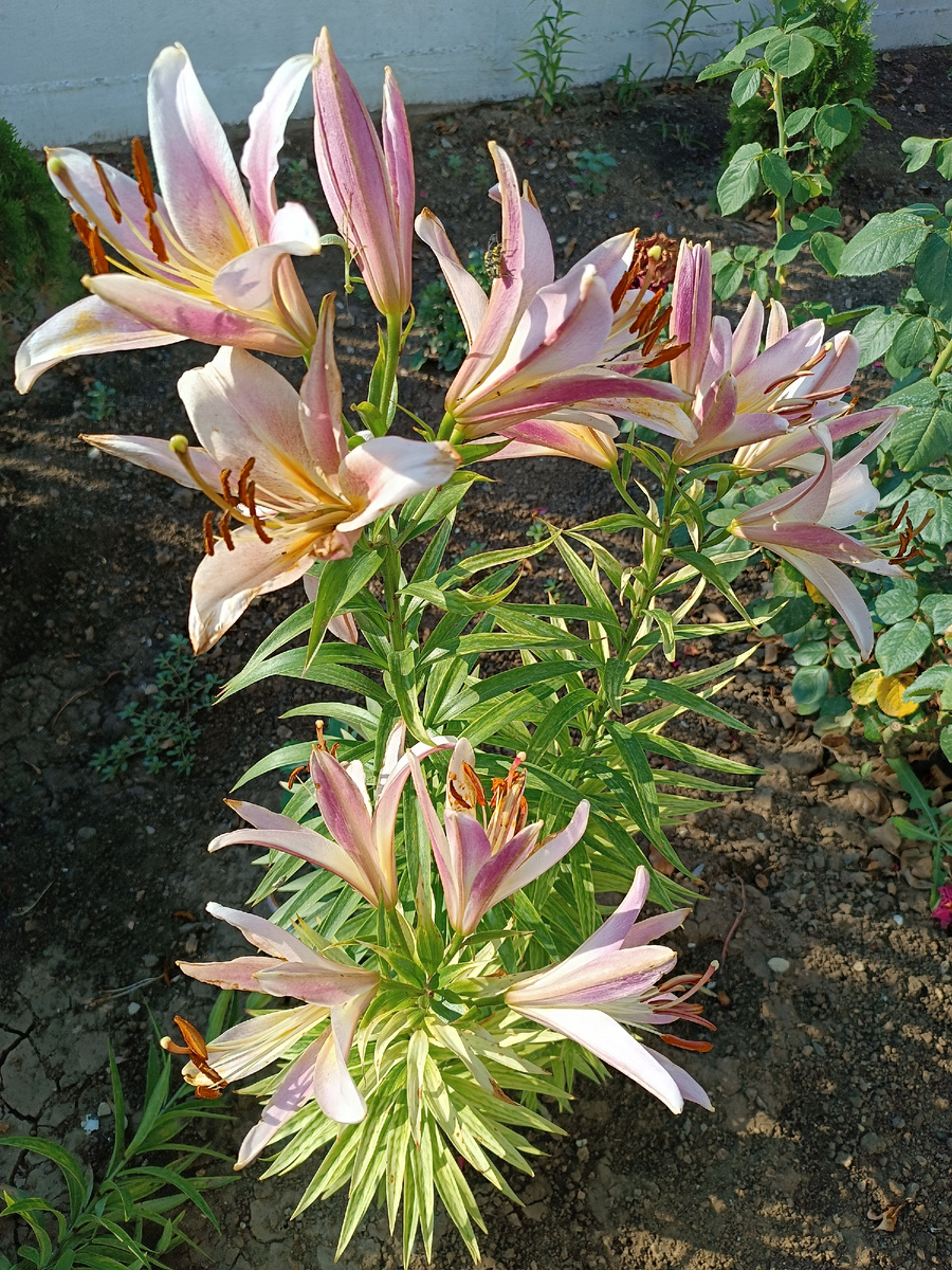 Как они пахнут!!!