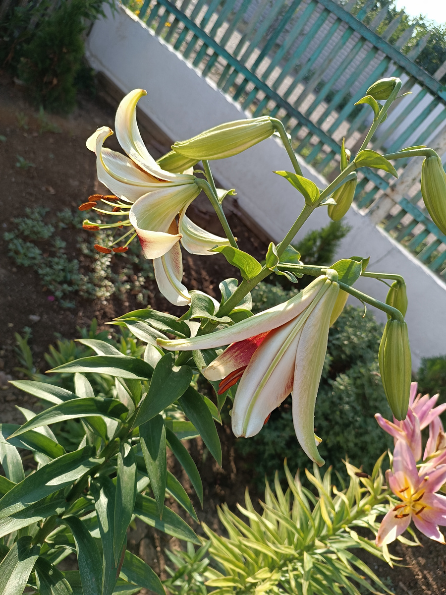 Лилии гиганты)) первый год. 