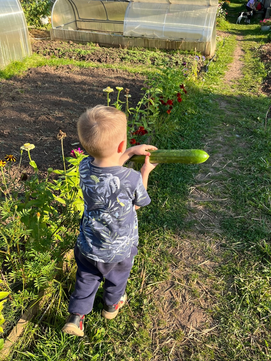   Дала огурцам пищевую соду - быстро избавилась от пустоцветов и кривых плодов