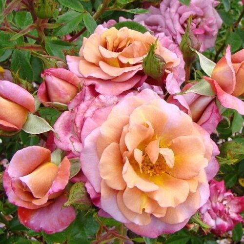 Калейдоскоп