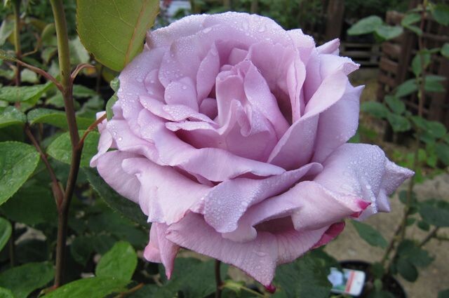 Голубая луна