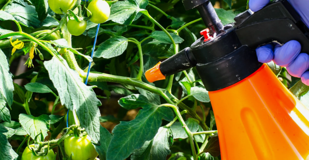 Чем обработать растения от фитофторы. Грибковые болезни обходят стороной мой огород