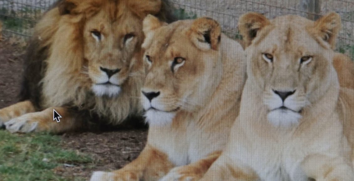    Фото: Rounak Amini/AAP