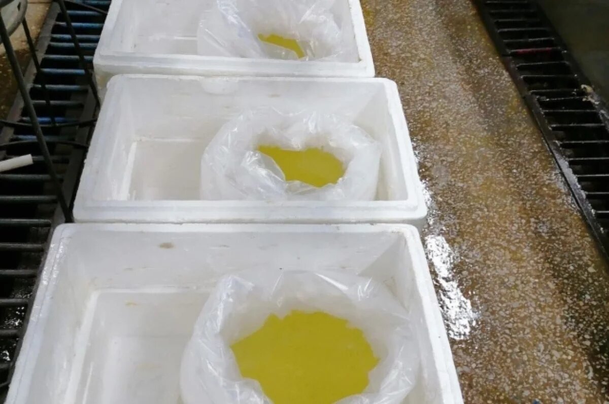    Из Хабаровска в Ростов отправили 50 тысяч личинок промысловой рыбы