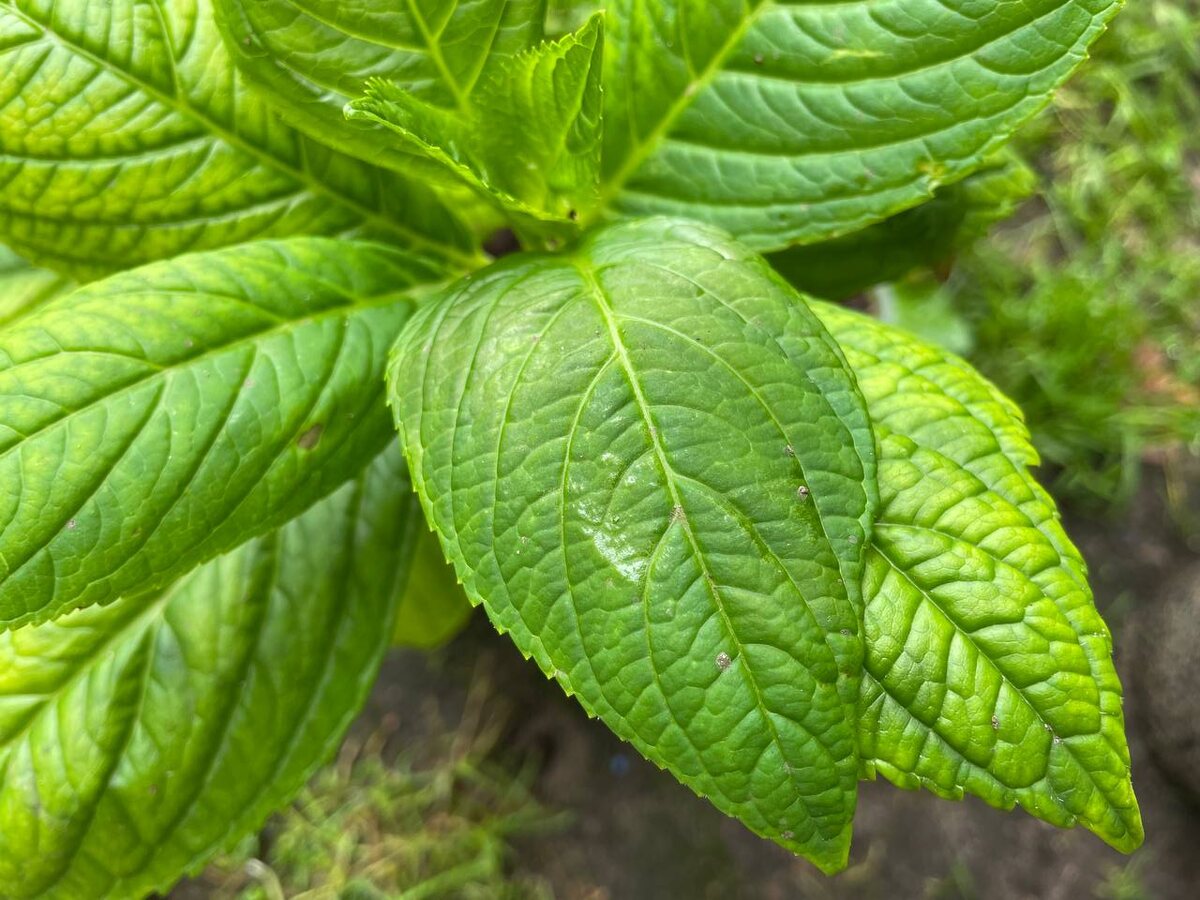 Пожелтение листьев – это хлороз. Фото автора