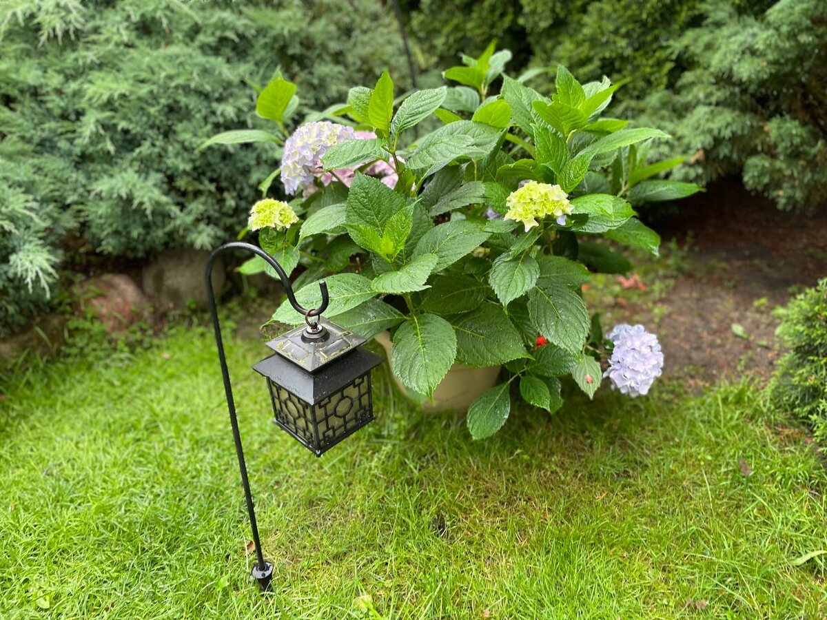 Крупнолистная гортензия Бесконечное лето в горшке. 11.07.25. Фото автора