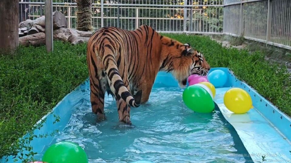    Тигр Шерхан. Источник: Барнаульский зоопарк