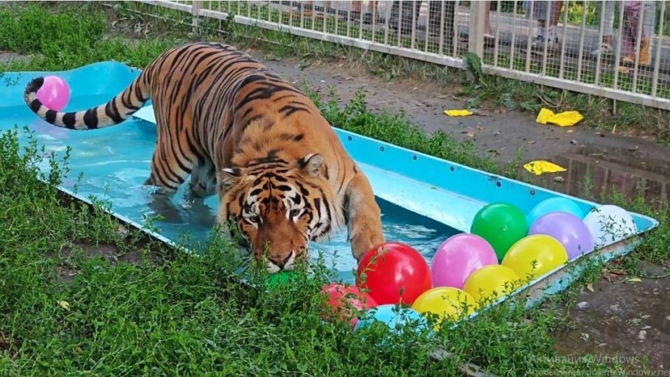    Тигр Шерхан. Источник: Барнаульский зоопарк