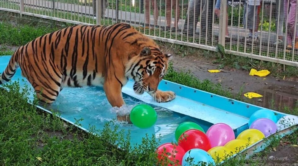    Тигр Шерхан. Источник: Барнаульский зоопарк