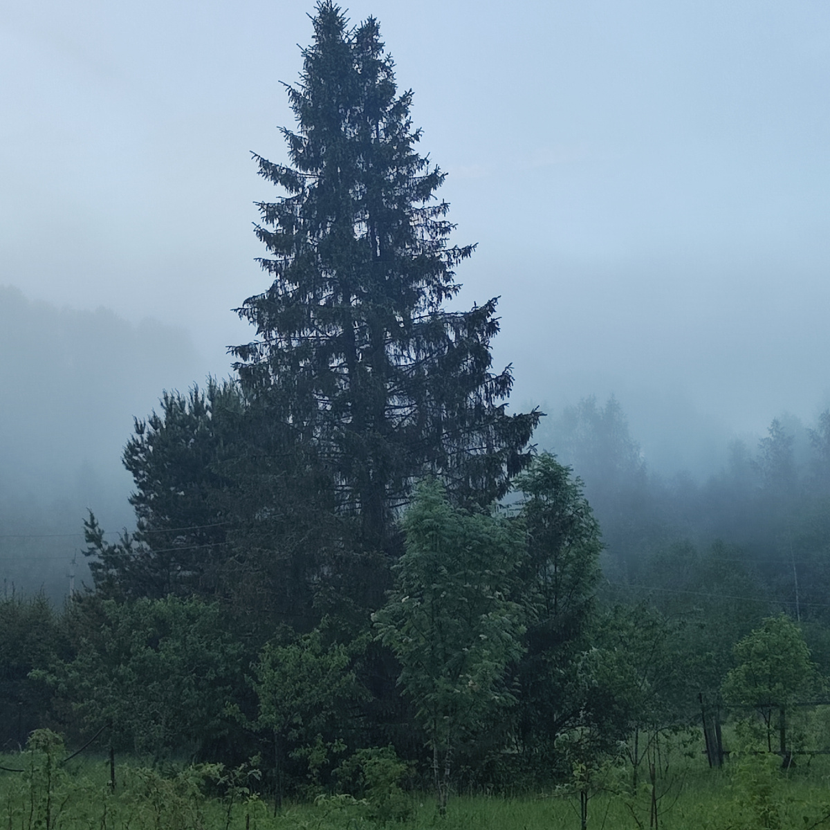 Сказочный лес