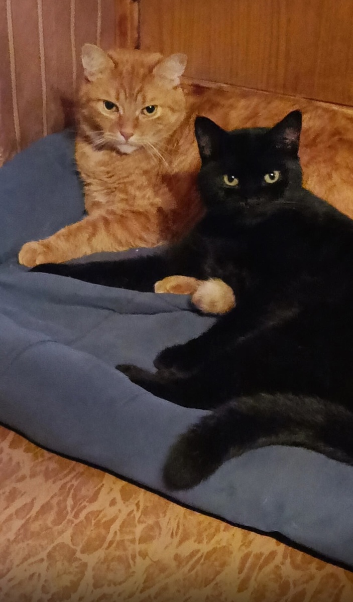 Джем и его рыжий друг