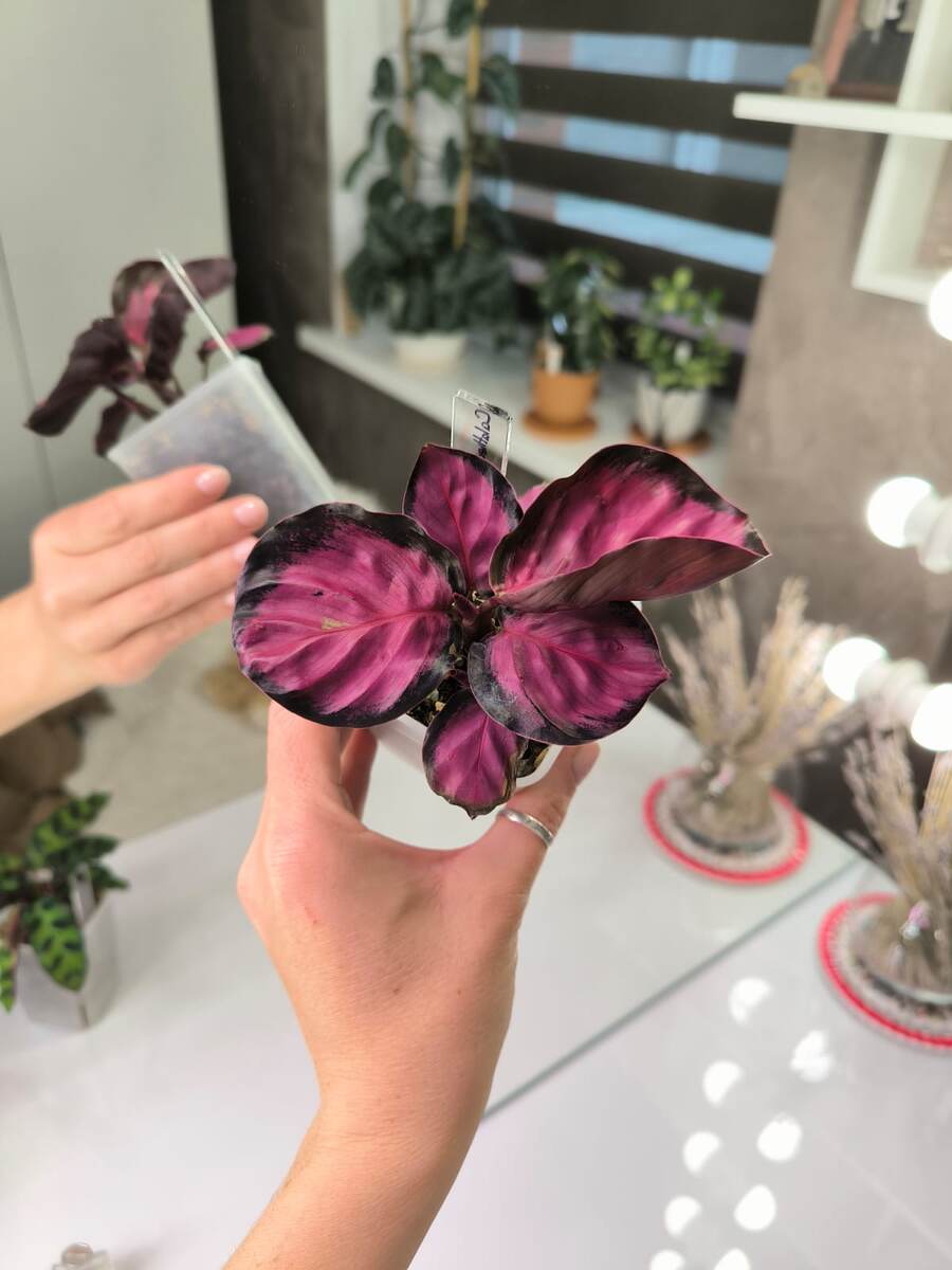 Калатея Кримсон.