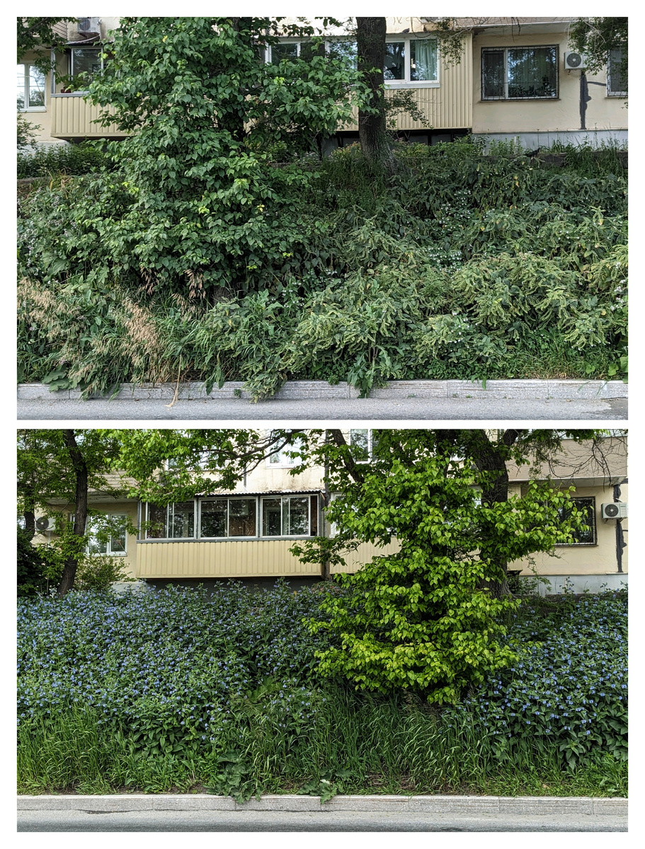 Вид одного и того же склона, заросшего окопником, с разницей в месяц. 