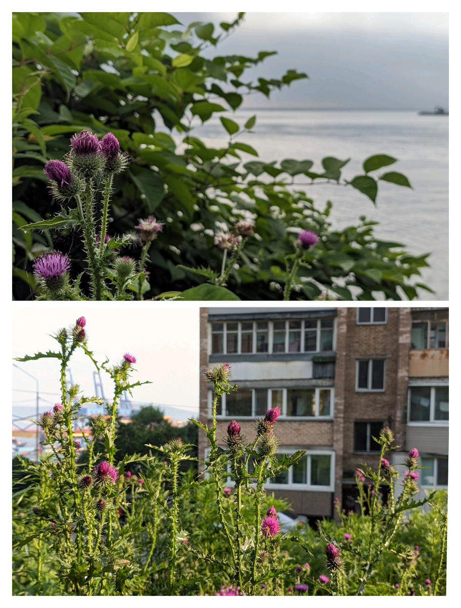 Красавец чертополох. 