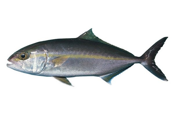 Большая сериола.