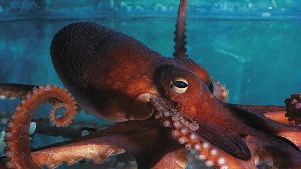 Фоо с сайта: https://ornella.club/19555-osminog-pigmej.html