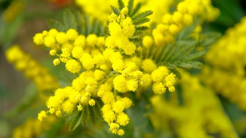     Фото: pxhere.com