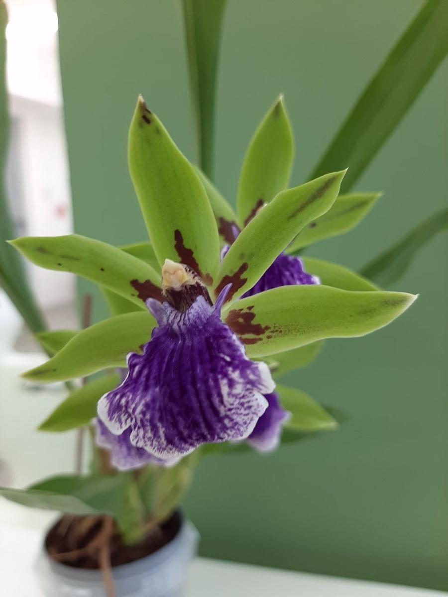 Zygopetalum фото автора