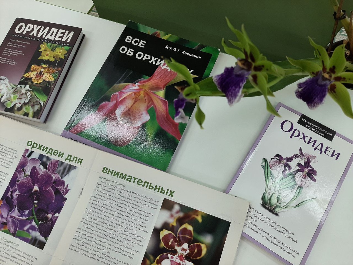 Зигопетулам. Фото автора