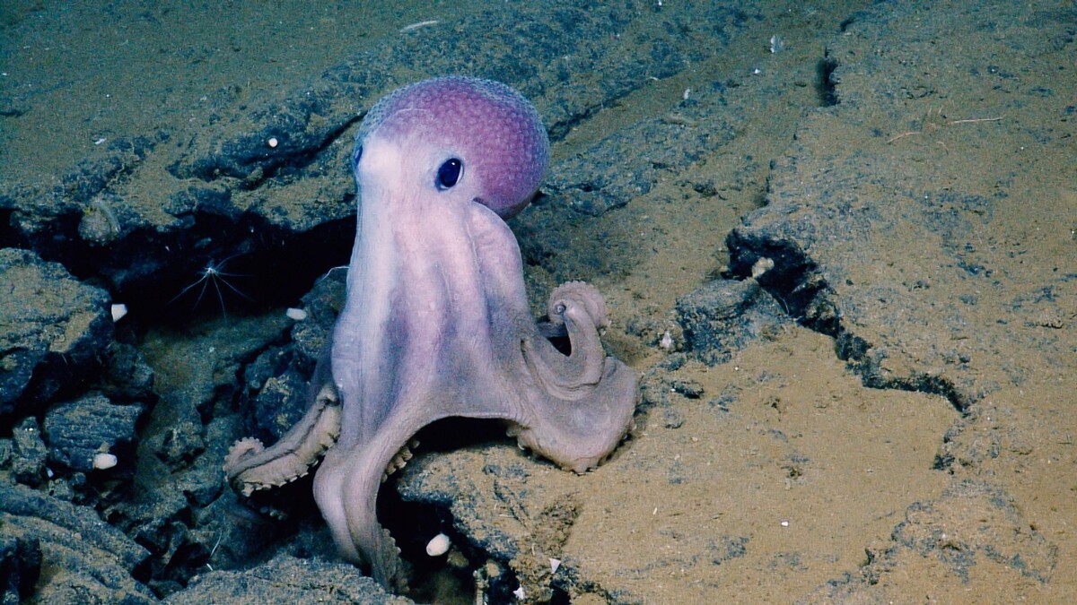 Фото с сайта: https://longnow.org/ideas/myr-explores-deep-time/