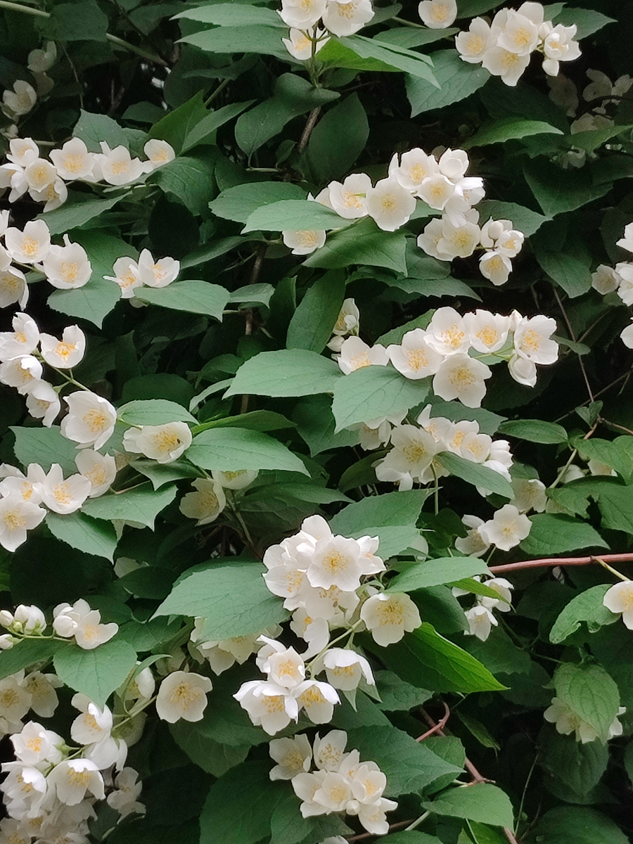 Вот такой красивенный жасмин у нас во дворе