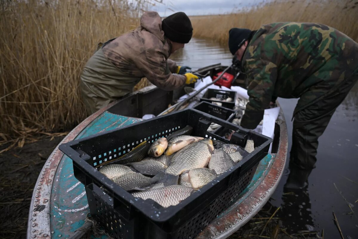 Рыбаки сортируют рыбу в Новосибирской области / © Sputnik / Александр Кряжев