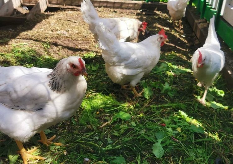    Фото: Лукьянов Дмитрий, AgroXXI.ru