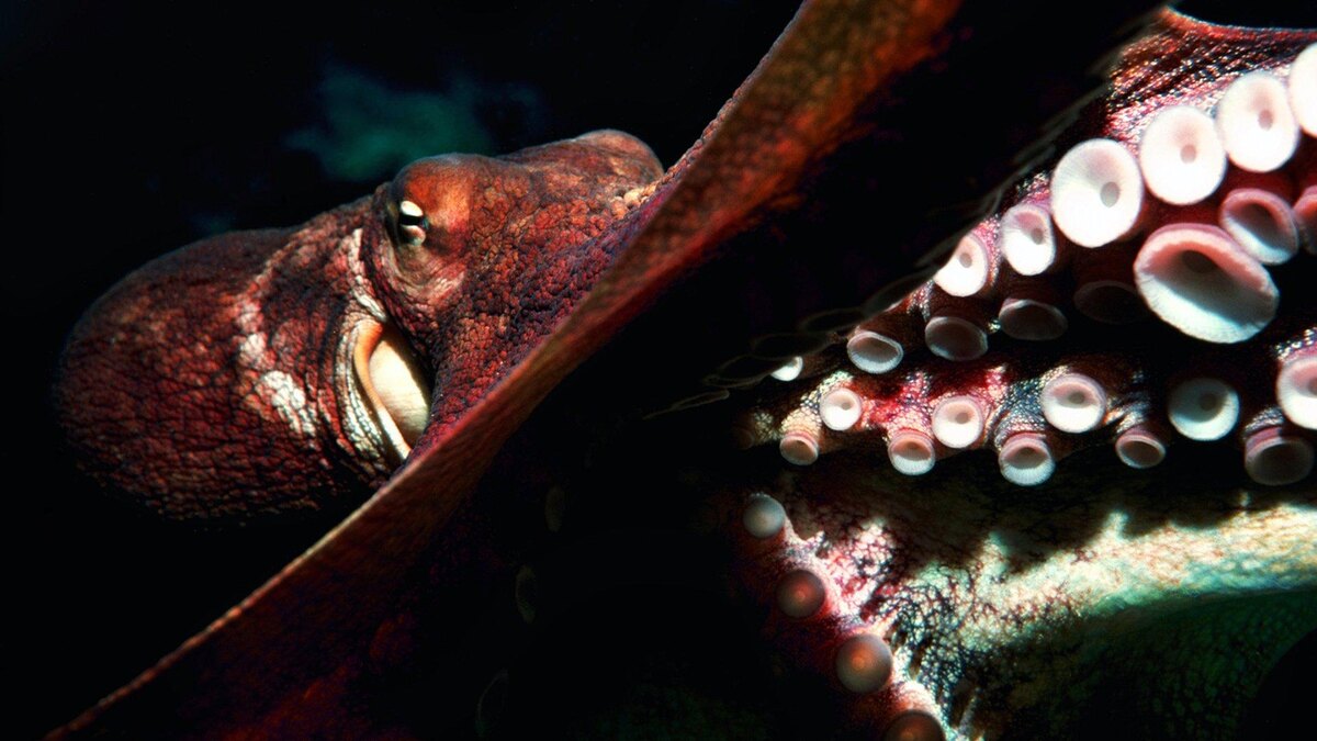 Фото с сайта: https://alev-biz.livejournal.com/4302546.html