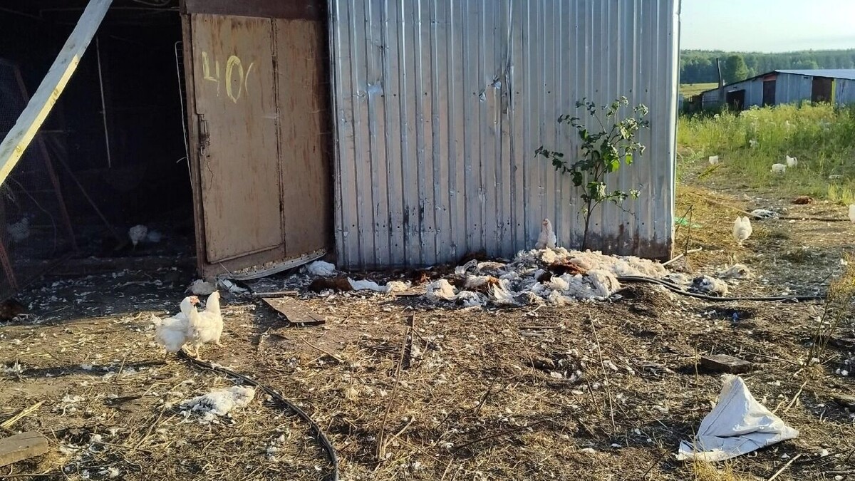     Источник: udm-info.ru