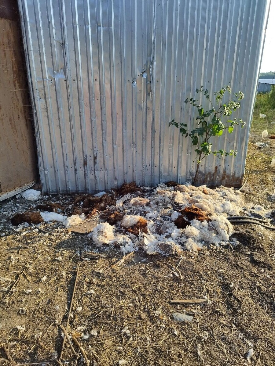     Источник: udm-info.ru