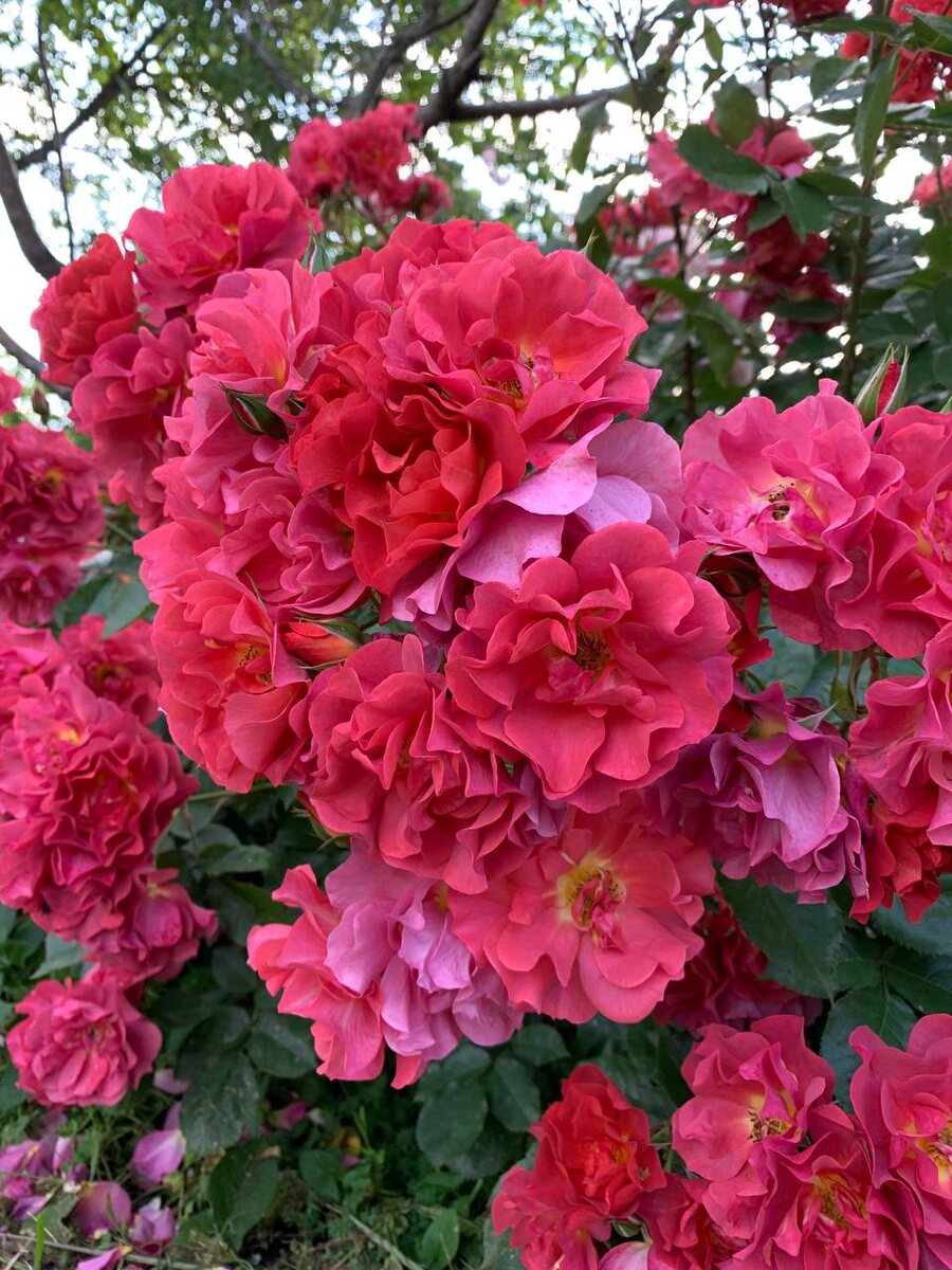 Обильное цветение одного побега Синко де Майо, селекция американских оригинаторов