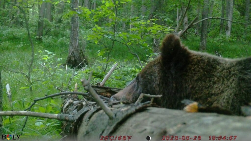 Фото: из архива нацпарка «Нижняя Кама»